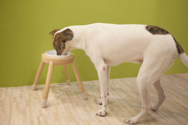 pet bowl stand for large dog. customized height.