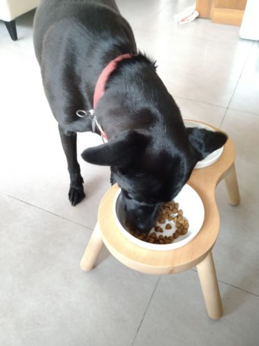 dog enjoy using pet bowl stand made by nature wood