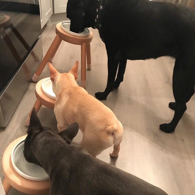 Bowl stand exactly for the French bulldog