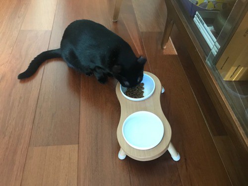 細心設計貓碗架