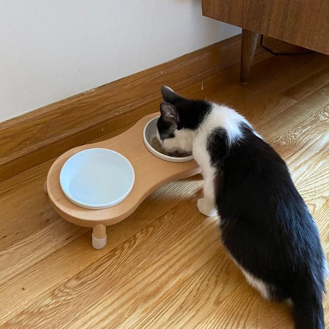 cat elevated bowl stnad