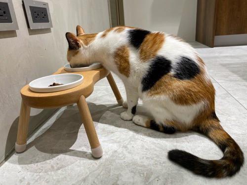 cat feeding bowl station