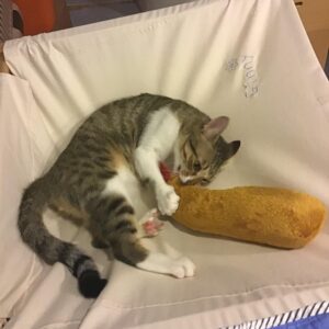 評價照片