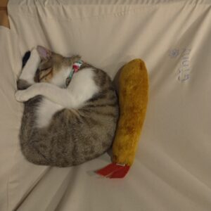 評價照片