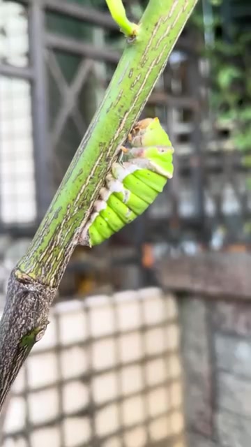 柑橘樹上的毛毛蟲：一個關於自然循環的故事