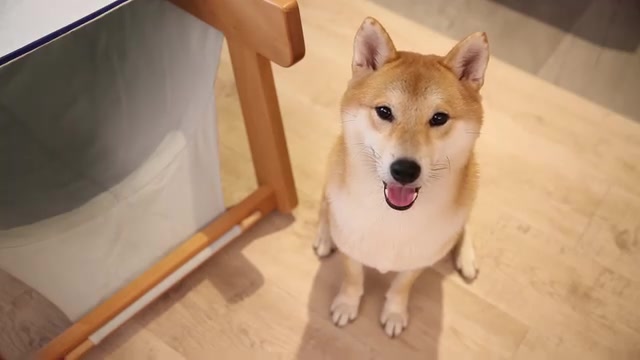 你今天「眼對眼」了嗎？與狗狗凝視的催產素秘密