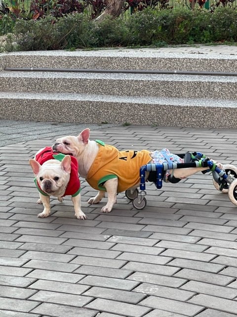 後腳裝著輪椅的法鬥孩，和另一隻法鬥在步道上