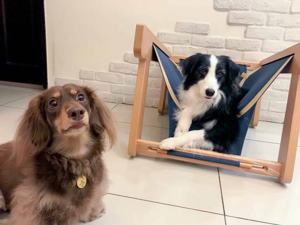 邊境牧羊犬趴在袋鼠窩海軍藍布套內，臘腸犬坐在旁邊地上
