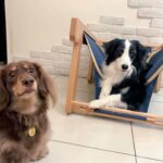 邊境牧羊犬趴在袋鼠窩海軍藍布套內，臘腸犬坐在旁邊地上
