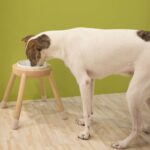 米克斯犬站姿在 30 公分大胃碗架前進食，居家木地板