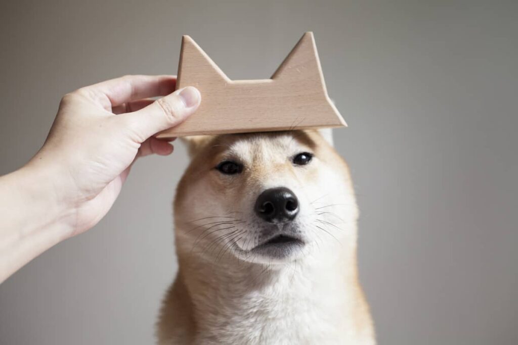 手拿耳耳掛勾舉在柴犬頭上，掛勾的兩個耳尖對齊柴犬的耳朵