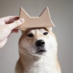 手拿耳耳掛勾舉在柴犬頭上，掛勾的兩個耳尖對齊柴犬的耳朵