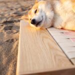 柴犬在沙灘上的白日夢寵物床睡覺，下巴擱在白蠟木床框上