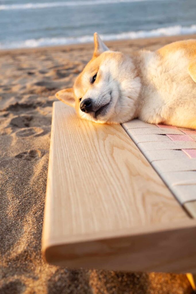 柴犬在沙灘上的白日夢寵物床睡覺,下巴擱在白蠟木床框上