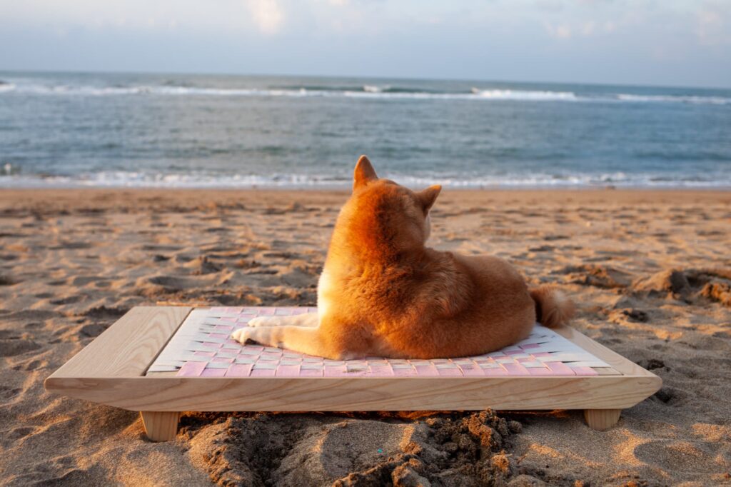 柴犬趴在沙灘上的白日夢編織寵物床,背對鏡頭望向海面