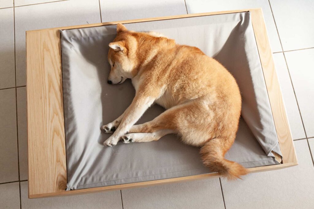 柴犬蜷睡在白日夢寵物床的鴿子灰帆布床面上,俯視角度
