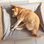 柴犬蜷睡在白日夢寵物床的鴿子灰帆布床面上，俯視角度