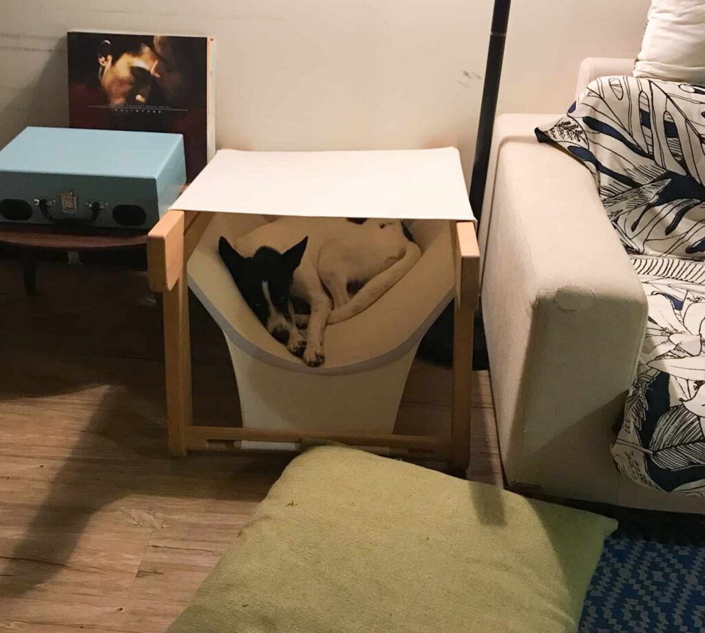 兩隻黑白貓一起窩在袋鼠窩米白全屋布套內