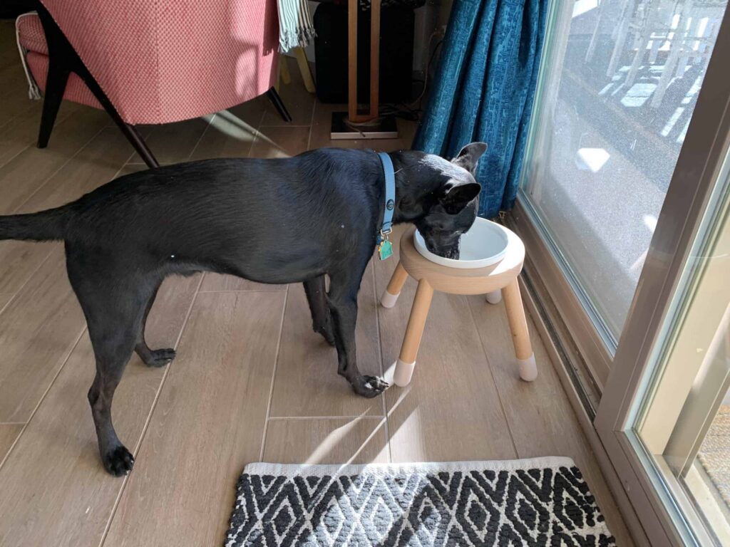 黑色米克斯犬站姿低頭在渾圓碗架的碗中喝水,居家地板