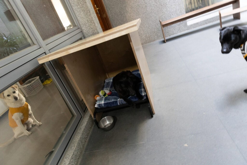 一隻黑狗躺在狗屋裡的飛行床上