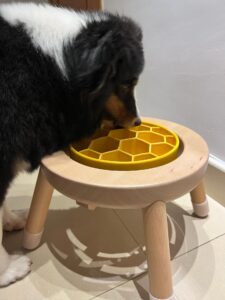 邊境牧羊犬低頭吃碗架上的黃色蜂巢慢食碗