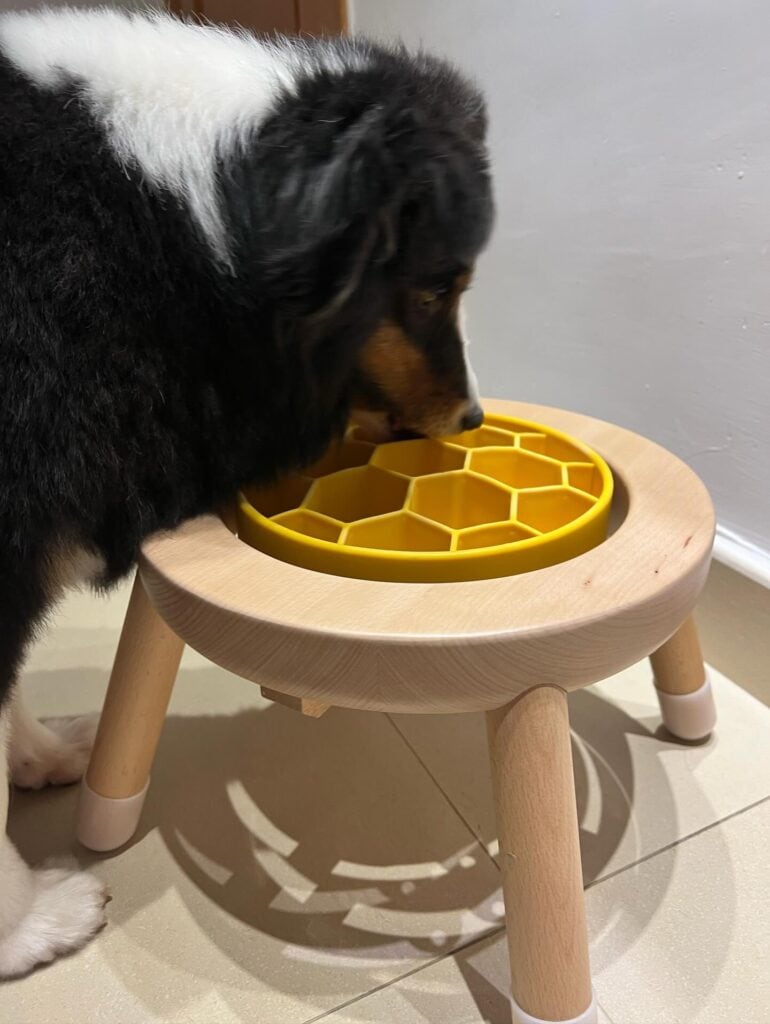 邊境牧羊犬低頭吃碗架上的黃色蜂巢慢食碗